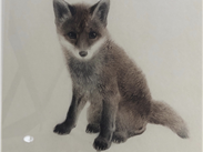 Fox cub: German lithograph, artist unknown