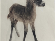 Little Donkey, lithograph by unknown German artist